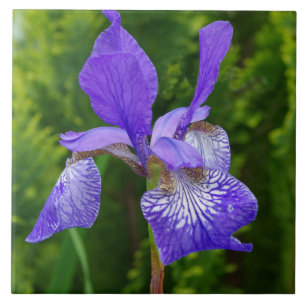 Iris sybirica floral photography ceramic tile