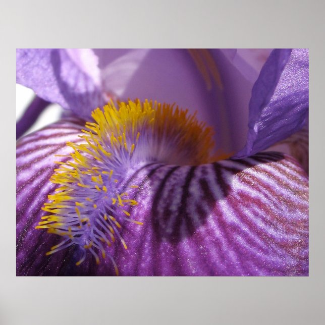 Iris' Tongue Print (Front)