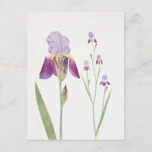 Iris Trojana by William Dykes Postcard