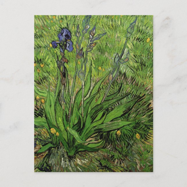Iris, Vincent van Gogh Postcard (Front)
