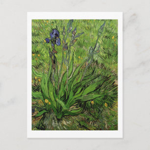 Iris, Vincent van Gogh Postcard