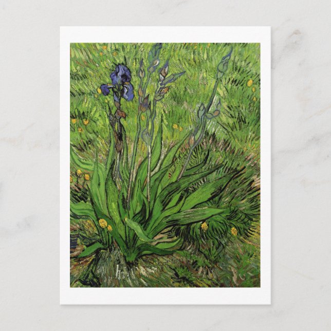 Iris, Vincent van Gogh Postcard (Front)