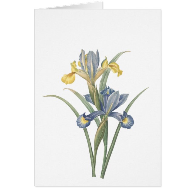 Iris Xiphium (Front)