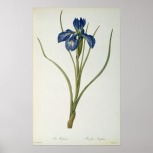 Iris Xyphioides, from `Les Liliacees', 1808 Poster