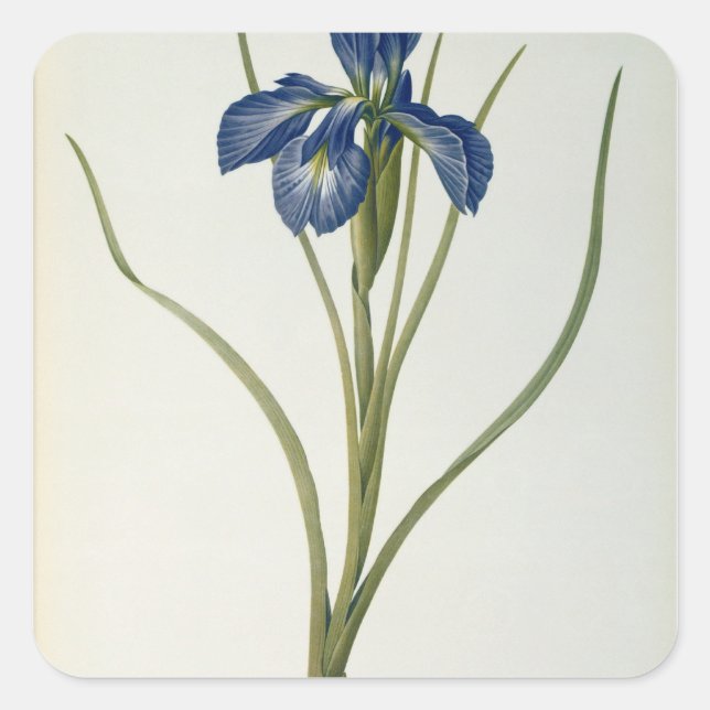 Iris Xyphioides, from `Les Liliacees', 1808 Square Sticker (Front)