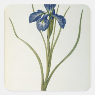 Iris Xyphioides, from `Les Liliacees', 1808 Square Sticker