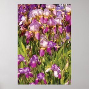 Irises - A passion for purple Poster