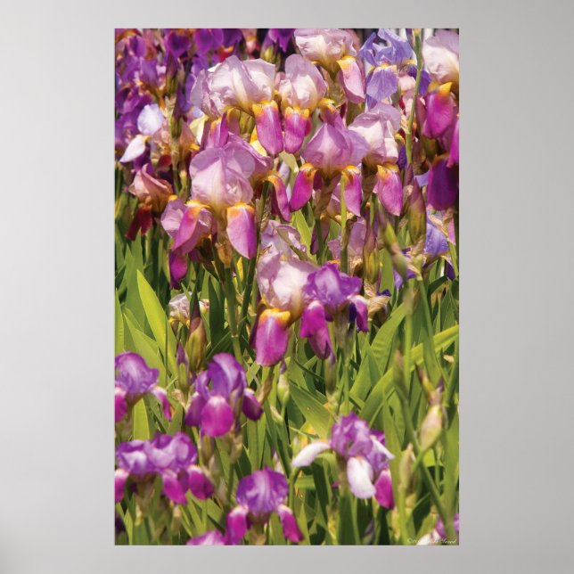 Irises - A passion for purple Poster (Front)