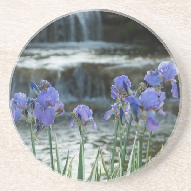 Irises At Chateau Coaster (Front)