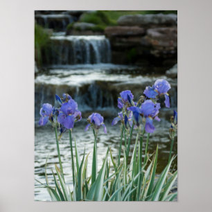 Irises At Chateau Poster