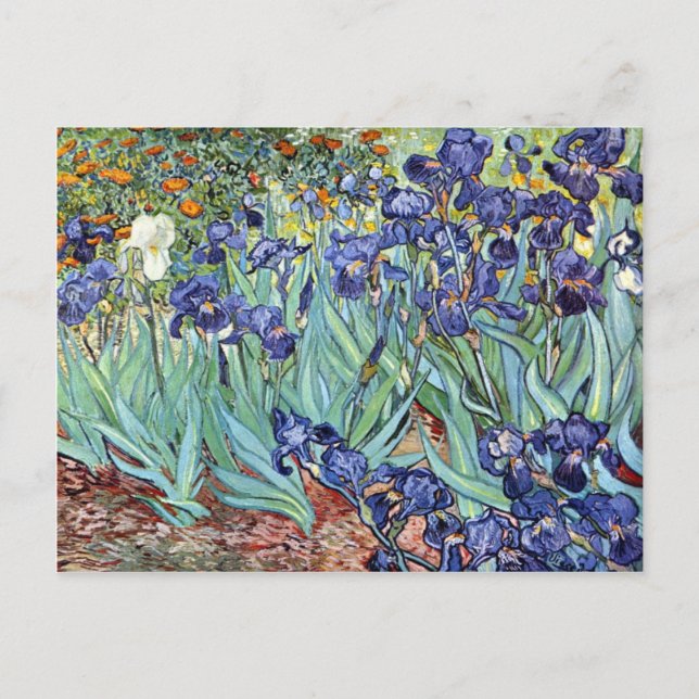 Irises by Vincent van Gogh 1898 Postcard (Front)
