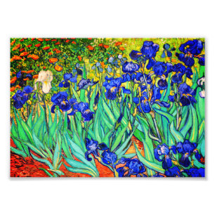 Irises by Vincent Van Gogh Photo Print