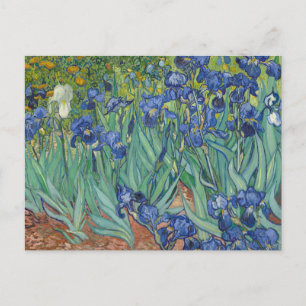 Irises by Vincent Van Gogh  Postcard