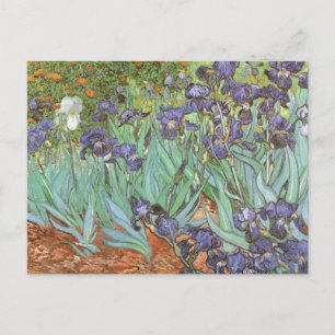 Irises by Vincent van Gogh Postcard