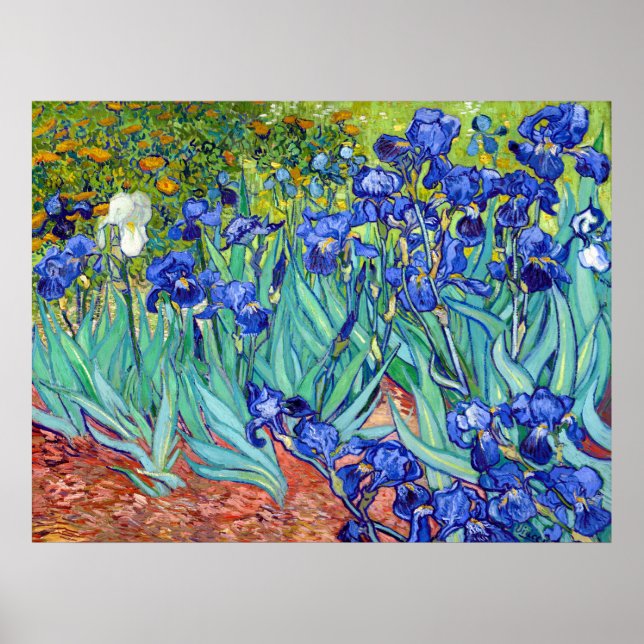 Irises by Vincent Van Gogh vibrant painting flower Poster (Front)
