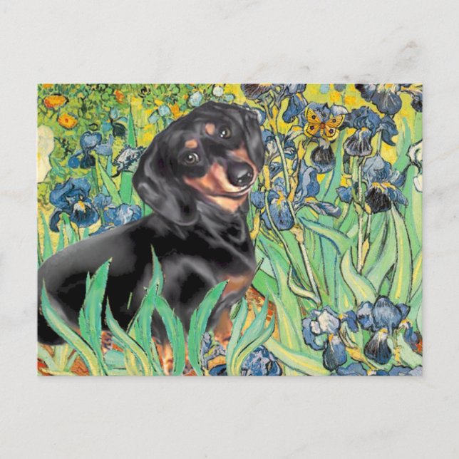 Irises - Dachsund (BT4) Postcard (Front)