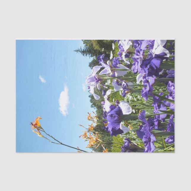 Irises Daylilies and Sky Tissue Paper (Front)