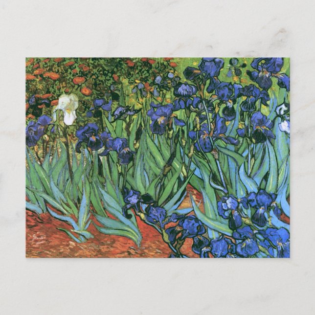 Irises (F608) Van Gogh Fine Art Postcard (Front)