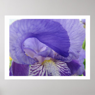 Irises Flowers art prints Purple Iris Floral