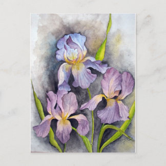 Irises Postcard