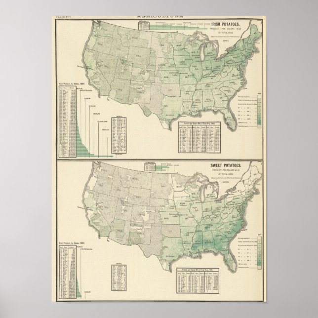 Irish and sweet potatoes and hay poster (Front)