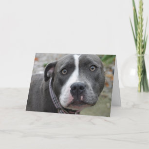 Irish Blue Staffordshire Terrier Dog Birthday Card