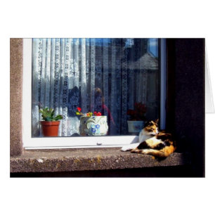 irish cat on a windowsill card