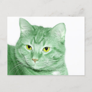 Irish Cat Postcard