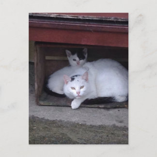 Irish Cats Take ShelterOn A Rainy Day In Ireland Postcard