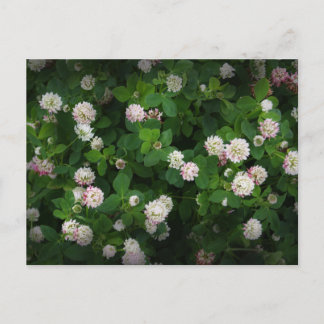 Irish Clovers 4 Leaf Leaves Lucky St. Patricks Day Postcard