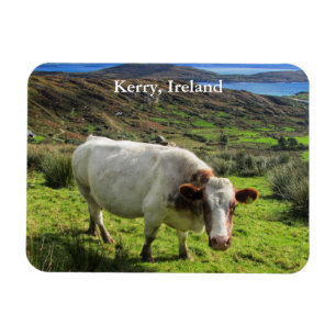 Irish Cow, Kerry Ireland Magnet