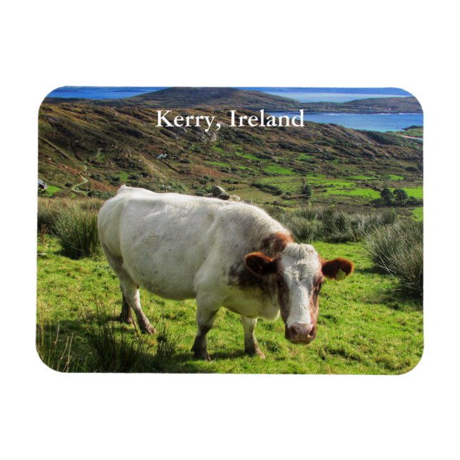 Irish Cow, Kerry Ireland Magnet (Horizontal)