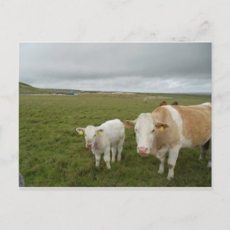IRISH COWS POSTCARD