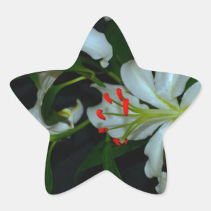 Irish Design-Brass and Flower Collection Star Sticker