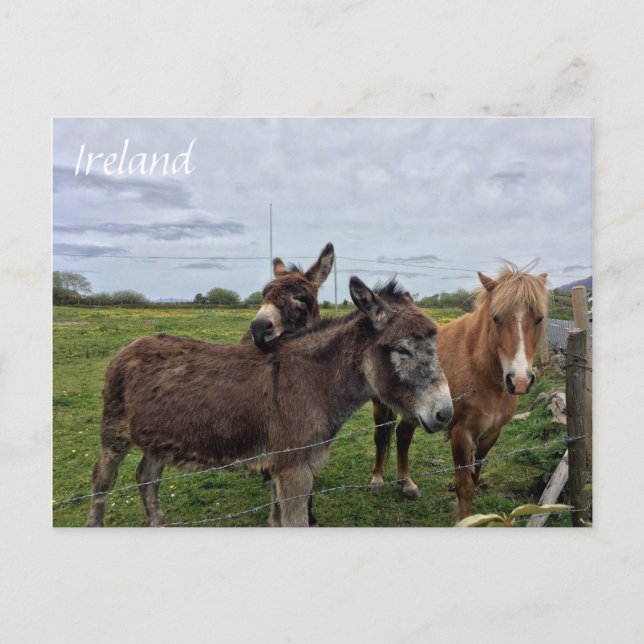 Irish Donkey and Horse, Ireland Postcard (Front)