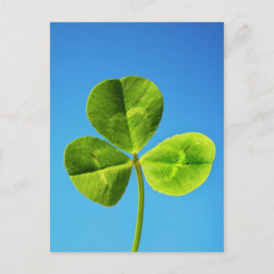 Irish luck postcard