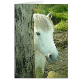 Irish Pony