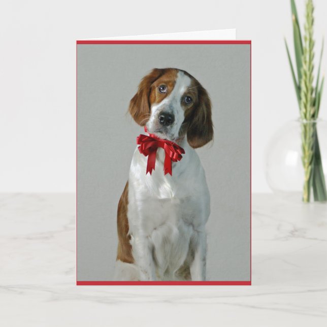 Irish Red and White Setter Cookies Holiday Card (Front)