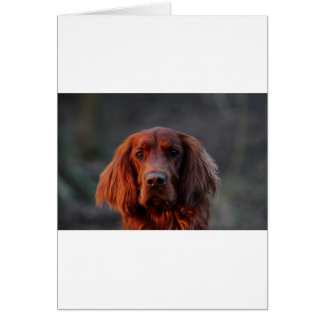 Irish Setter