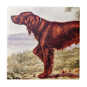 Irish Setter 1900 Illustration of Sporting Dog Ceramic Tile