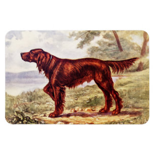 Irish Setter 1900 Illustration of Sporting Dog Magnet
