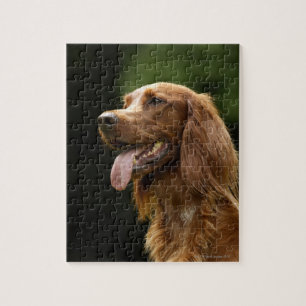 Irish Setter 2 Jigsaw Puzzle
