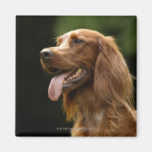 Irish Setter 2 Magnet