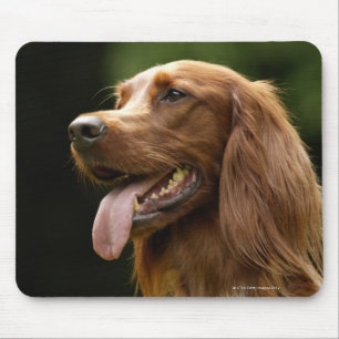 Irish Setter 2 Mouse Pad