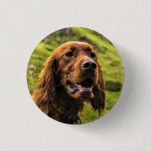 Irish Setter 3 Cm Round Badge