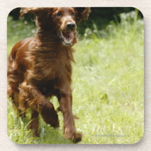 Irish Setter Coaster