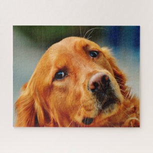 Irish Setter Dog. Jigsaw Puzzle
