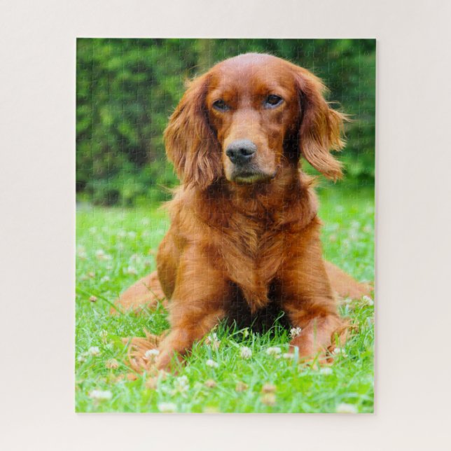 Irish Setter Dog. Jigsaw Puzzle (Vertical)