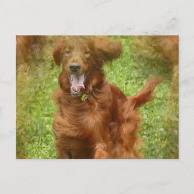 Irish Setter Dog Postcard (Front)