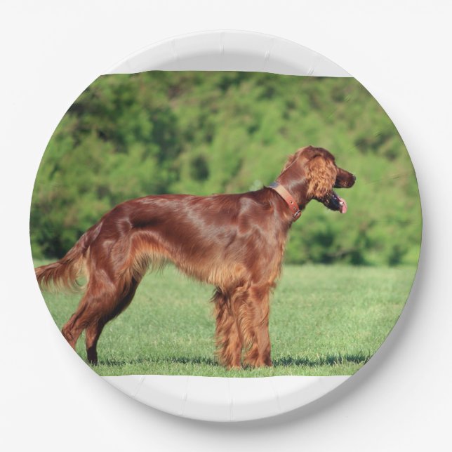 irish-setter-full 2 paper plate (Front)